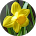 A Gariepy